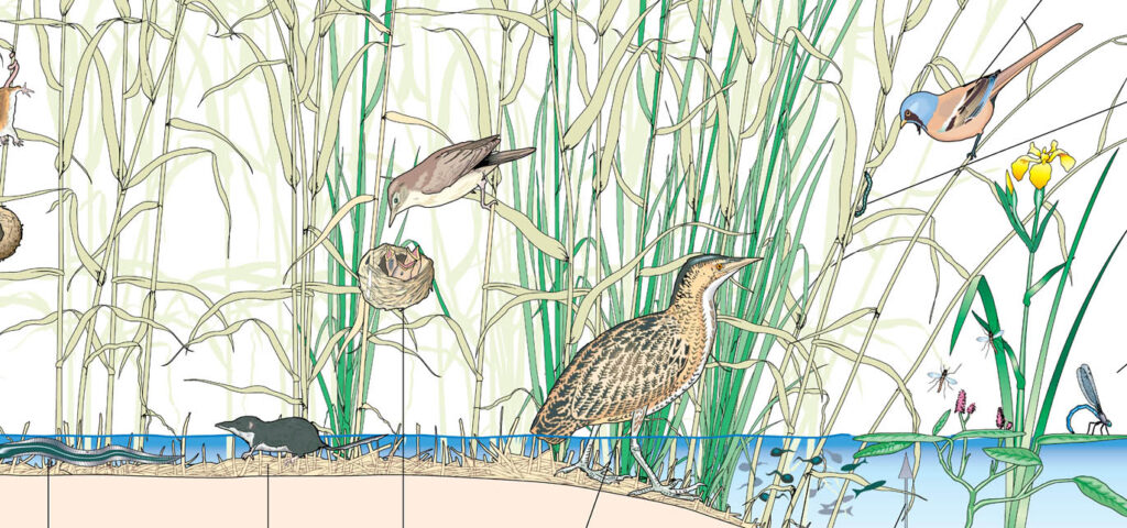 Somerset Wildlife Trust poster drawn by Rob Burns