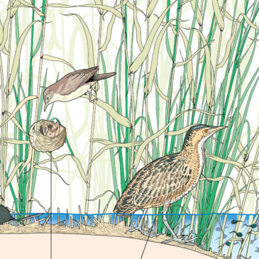 The power of customised Illustration, Graphic Design, and Cartography for Your Business
